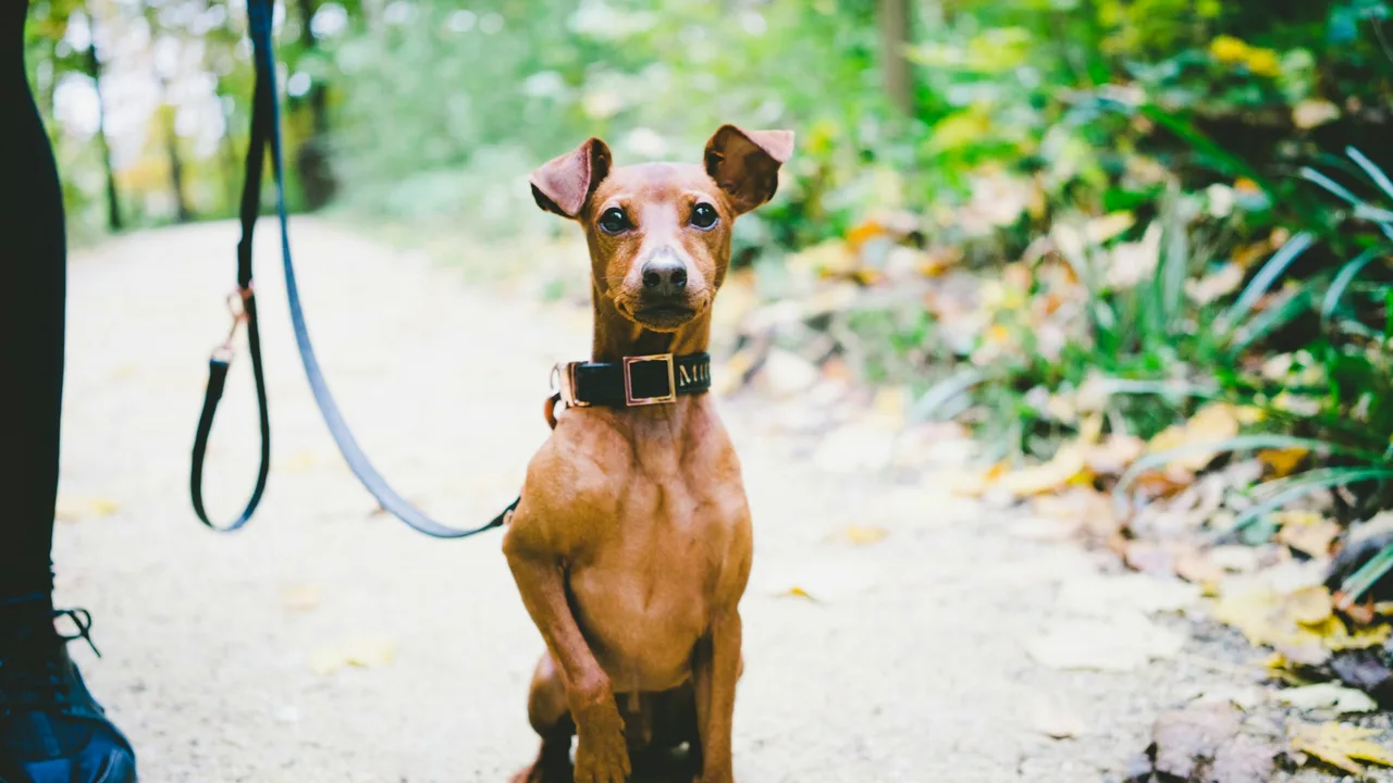 Brown dog sitting outdoors with a leash