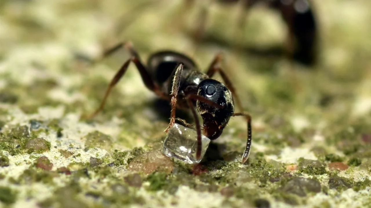 Close view of a black ant on a textured surface